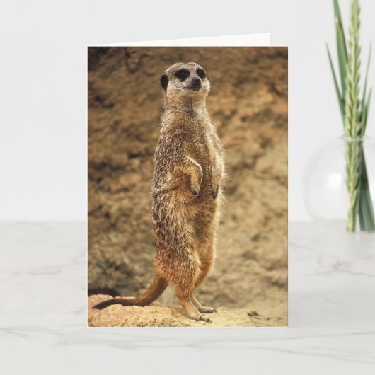 Meerkat - Blank Wenskaart Kaart (Voorkant)