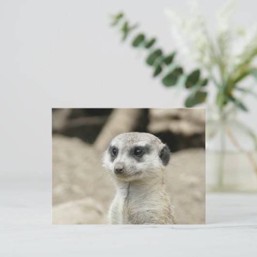 Meerkat Briefkaart (Staand voorkant)