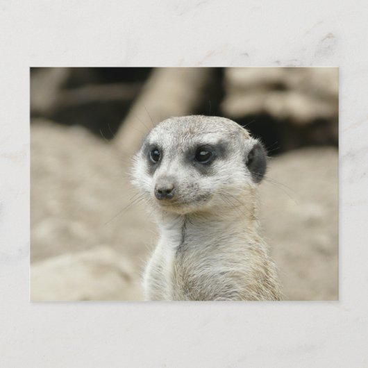 Meerkat Briefkaart (Voorkant)