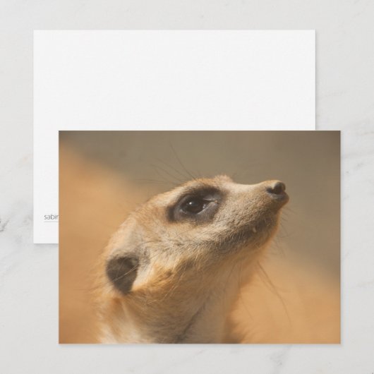 Meerkat Briefkaart (Voorkant / Achterkant)