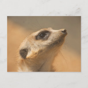Meerkat Briefkaart