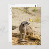 Meerkat Briefkaart (Voorkant / Achterkant)