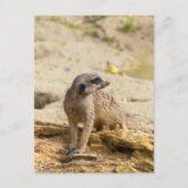 Meerkat Briefkaart (Voorkant)