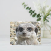 Meerkat Briefkaart (Staand voorkant)
