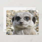 Meerkat Briefkaart (Voorkant / Achterkant)