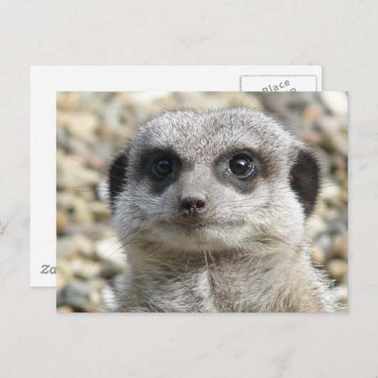 Meerkat Briefkaart (Voorkant / Achterkant)