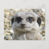 Meerkat Briefkaart (Voorkant)