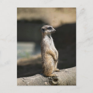 Meerkat Briefkaart