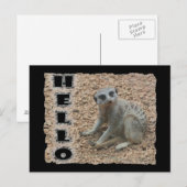 Meerkat Briefkaart (Voorkant / Achterkant)