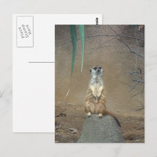 Meerkat Briefkaart (Voorkant / Achterkant)