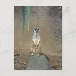Meerkat Briefkaart
