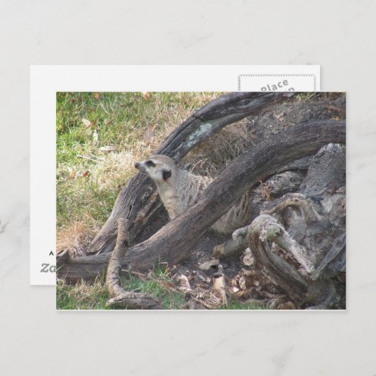 Meerkat briefkaart (Voorkant / Achterkant)