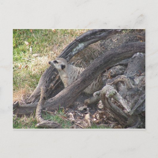 Meerkat briefkaart (Voorkant)