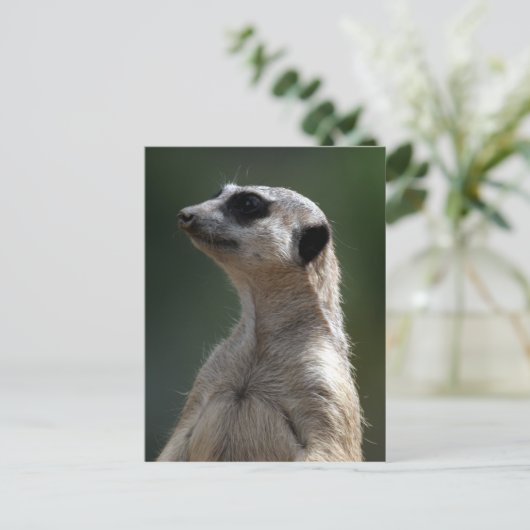 Meerkat Briefkaart (Staand voorkant)