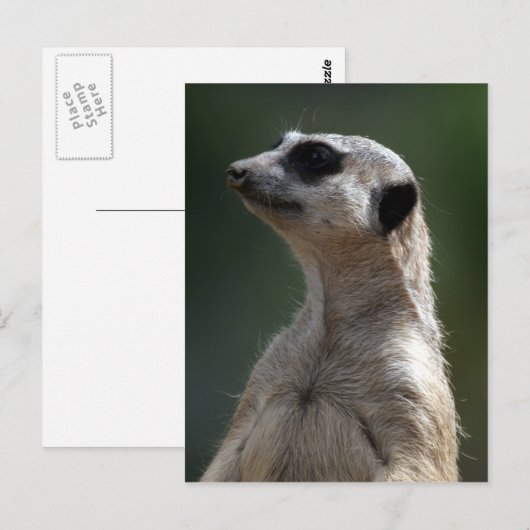 Meerkat Briefkaart (Voorkant / Achterkant)