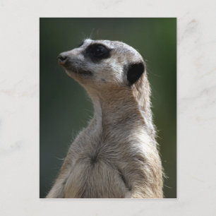 Meerkat Briefkaart
