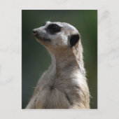 Meerkat Briefkaart (Voorkant)