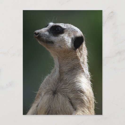 Meerkat Briefkaart (Voorkant)