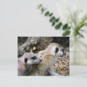 Meerkat Briefkaart (Staand voorkant)