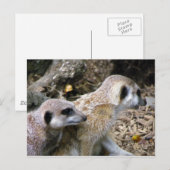 Meerkat Briefkaart (Voorkant / Achterkant)
