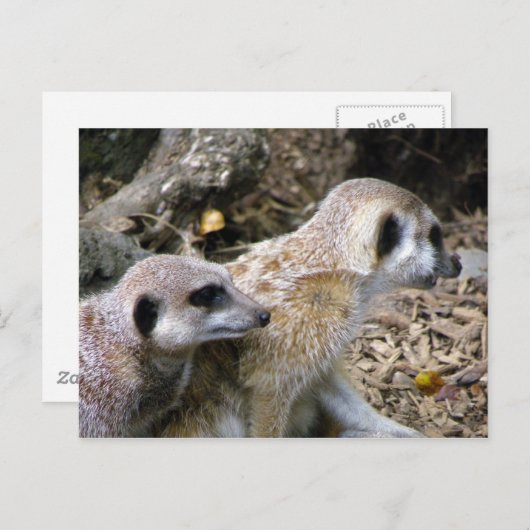 Meerkat Briefkaart (Voorkant / Achterkant)