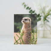 Meerkat Briefkaart (Staand voorkant)