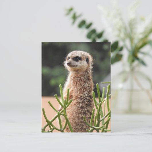 Meerkat Briefkaart (Staand voorkant)