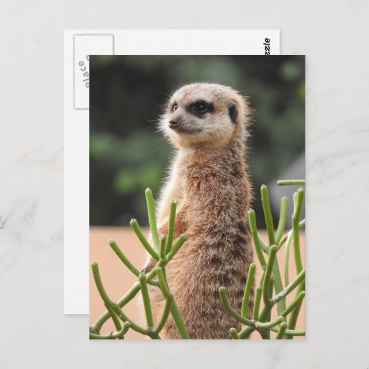 Meerkat Briefkaart (Voorkant / Achterkant)