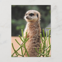 Meerkat Briefkaart