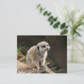 Meerkat Briefkaart (Staand voorkant)
