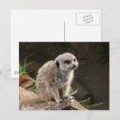 Meerkat Briefkaart (Voorkant / Achterkant)