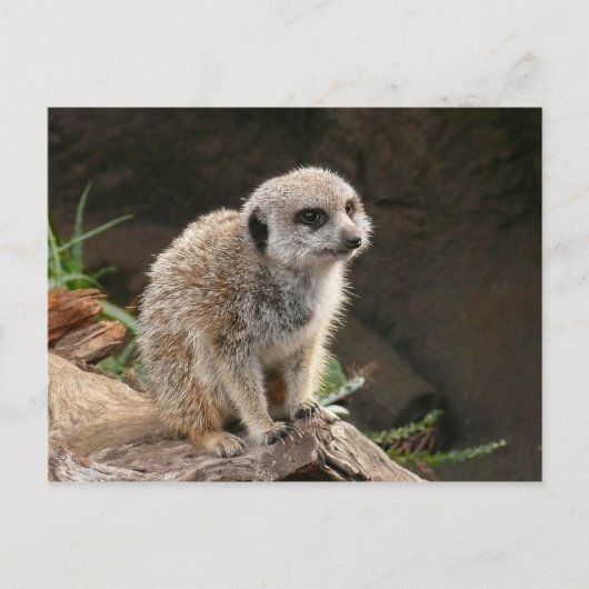 Meerkat Briefkaart (Voorkant)
