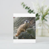 Meerkat Briefkaart (Staand voorkant)