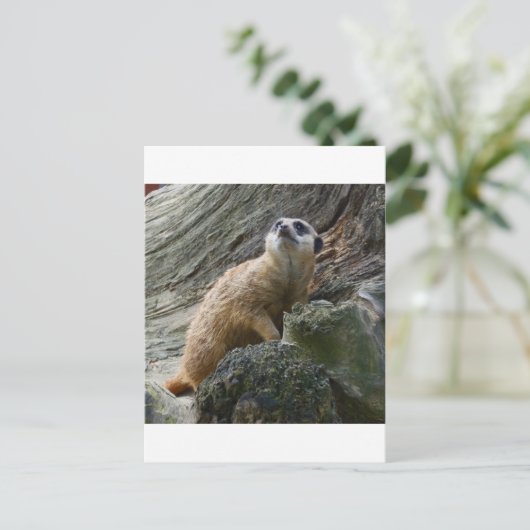 Meerkat Briefkaart (Staand voorkant)