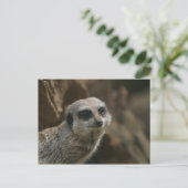 Meerkat Briefkaart (Staand voorkant)
