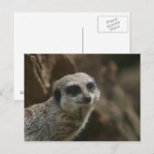 Meerkat Briefkaart (Voorkant / Achterkant)
