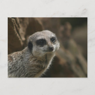 Meerkat Briefkaart