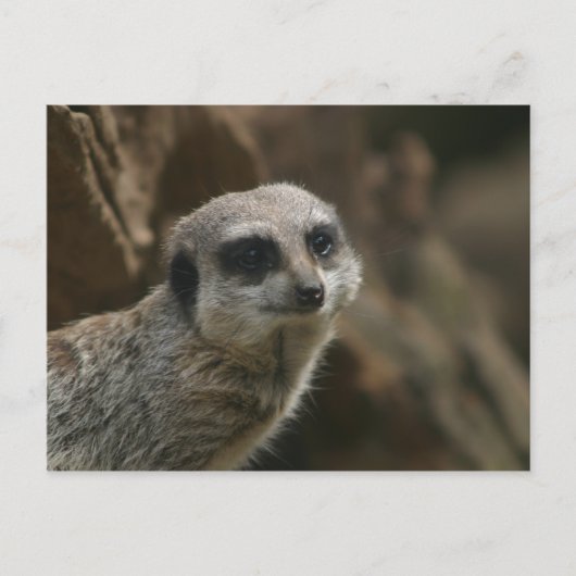 Meerkat Briefkaart (Voorkant)