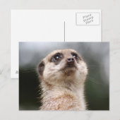 Meerkat Briefkaart (Voorkant / Achterkant)