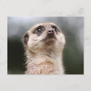 Meerkat Briefkaart