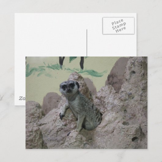 Meerkat Briefkaart (Voorkant / Achterkant)