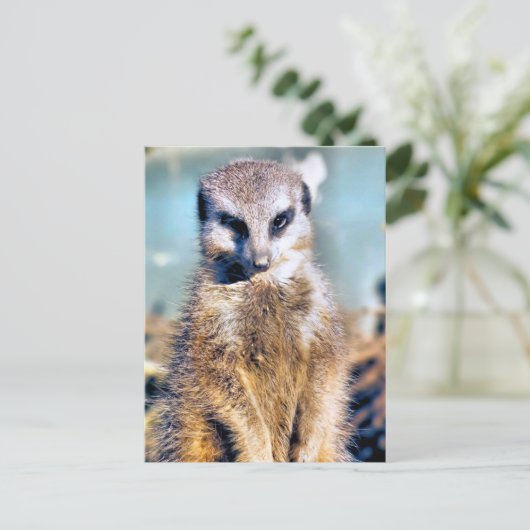 MEERKAT BRIEFKAART (Staand voorkant)