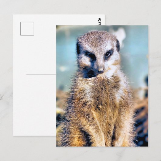 MEERKAT BRIEFKAART (Voorkant / Achterkant)