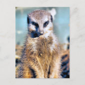 MEERKAT BRIEFKAART (Voorkant)