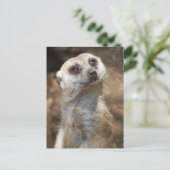 Meerkat Briefkaart (Staand voorkant)