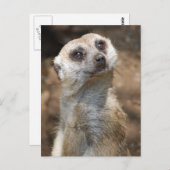 Meerkat Briefkaart (Voorkant / Achterkant)