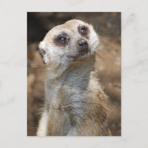 Meerkat Briefkaart