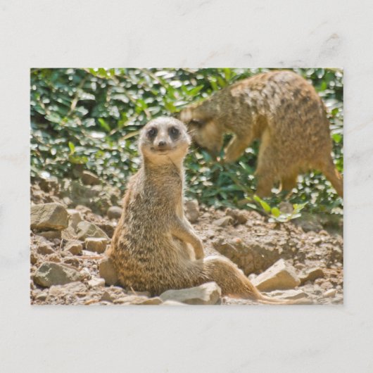Meerkat Briefkaart (Voorkant)