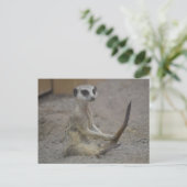 Meerkat Briefkaart (Staand voorkant)