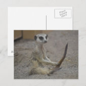 Meerkat Briefkaart (Voorkant / Achterkant)